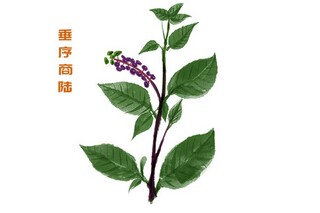 描写果园苹果的句子_描写苹果园的段落