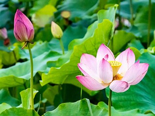 虎年创意海报文案_2025虎年海报设计