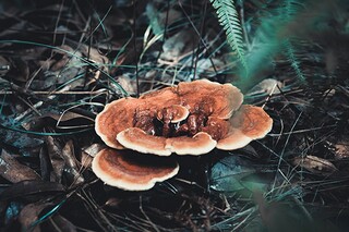 巫山一段云·古庙依青嶂原文翻译及赏析_巫山一段云支线