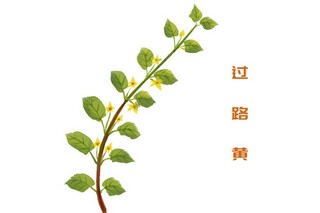经典花诗句_花诗词佳句