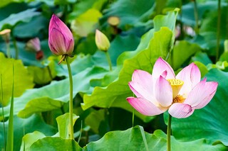 婚礼许愿沙环节主持词_婚礼爱情沙主持词-主持技巧