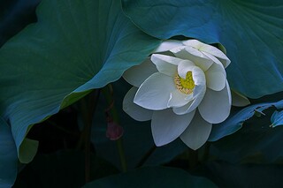 拍写真集小学五年级日记(拍艺术照日记二年级)