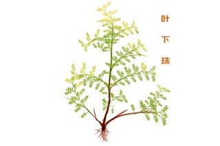 小学周记_小学周记模板范文