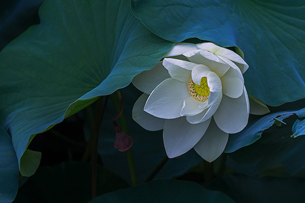 世界精神卫生日的总结_世界精神卫生日活动总结